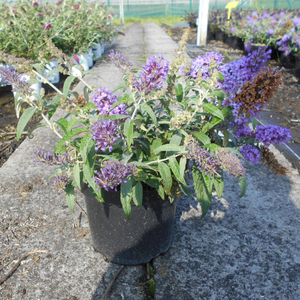 Buddleja davidii 'Summer Bird Sky Blue'